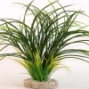 Fan grass 30 cm