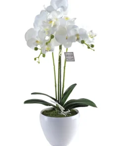 Orchidee Lina