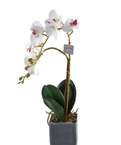 Orchidee Rana